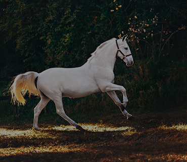 Horseabout2