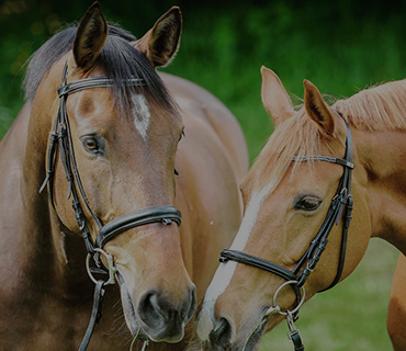 Horseabout3