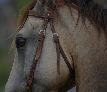 Horseabout4