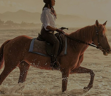Horseabout5