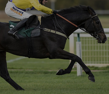 Horseabout6