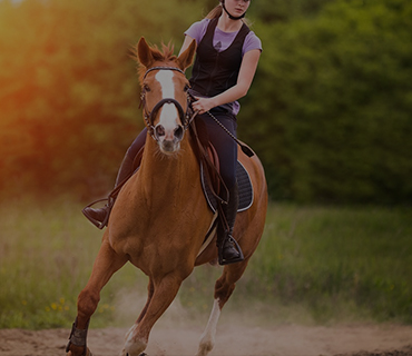 Horseabout7